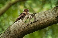 Lelek indomalajsky - Caprimulgus macrurus - Large-tailed Nightjar o0273